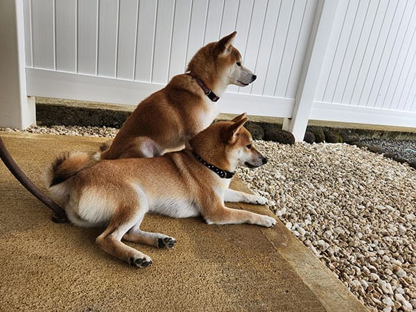 shiba inu together relaxing peacefully 