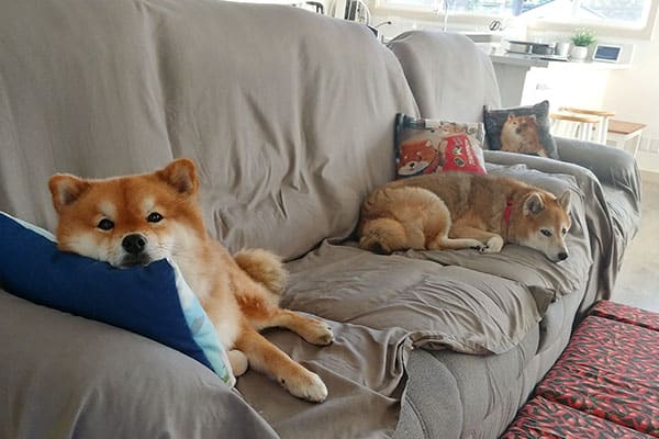 two Shiba INus relaxing together on the couch