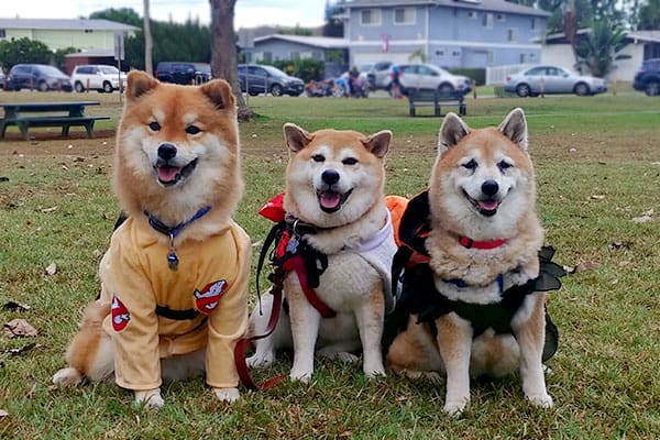 Three cute Shiba Inus in costume