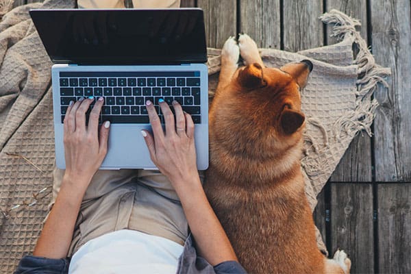 shiba inu relaxing with owner on laptop