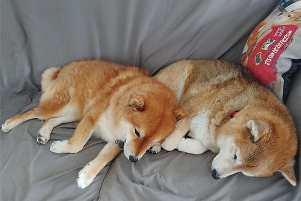 two adorable adult shiba inus lying together on the couch