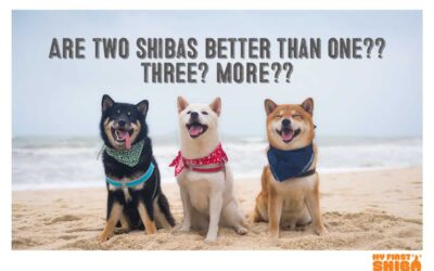 Are Two Shiba Inus Better Than One?