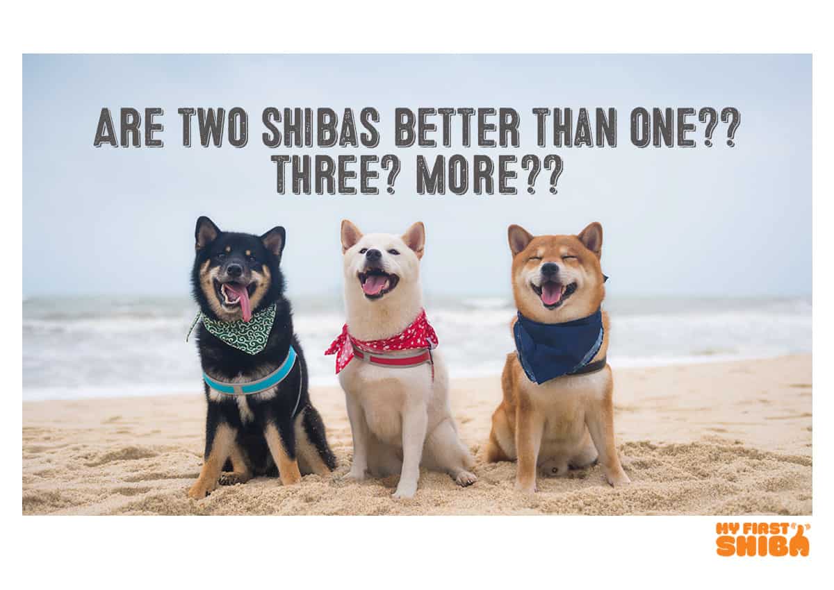 are two Shiba Inus better than one?