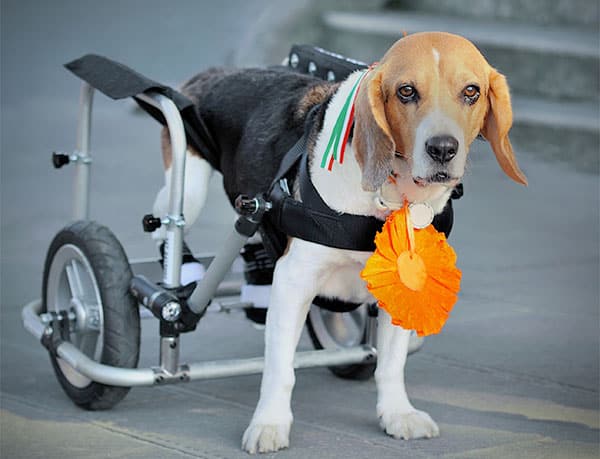 beagle in a dog wheelchair
