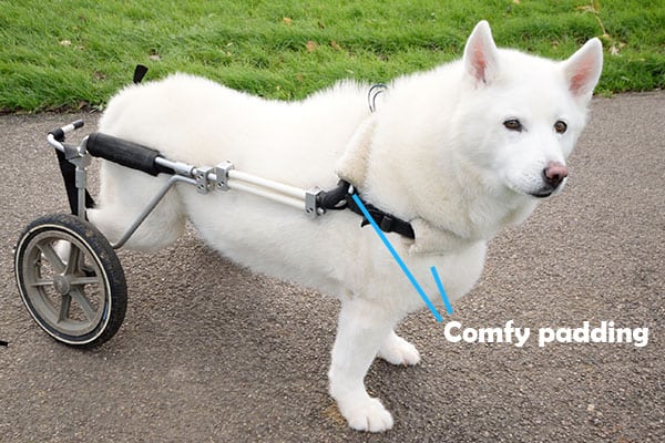 white Spitz-type dog in a dog rear wheel wheelchair