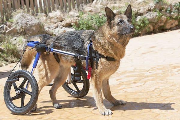 german shepherd in do wheelchair
