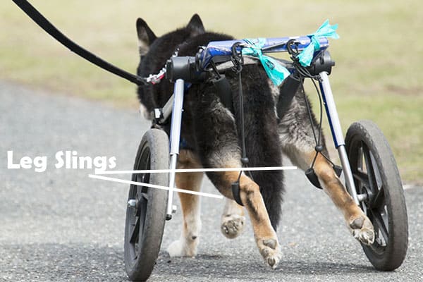 shiba inu in a dog wheelchair