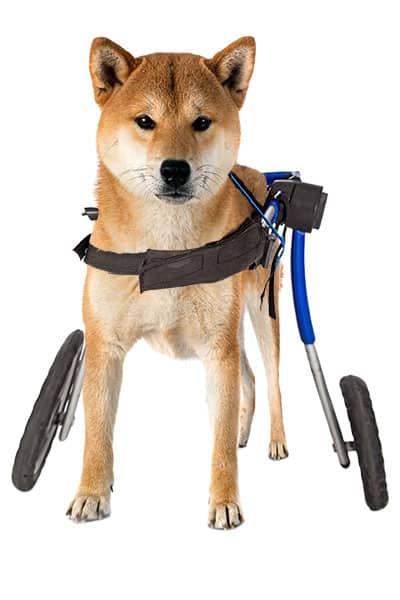 shiba inu in wheelchair