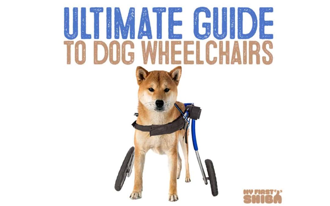 ultimate guide to dog wheelchairs