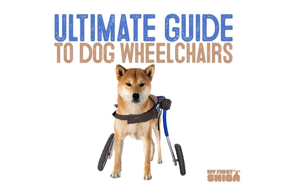 Ultimate Guide On Wheelchairs For Dogs My First Shiba Inu