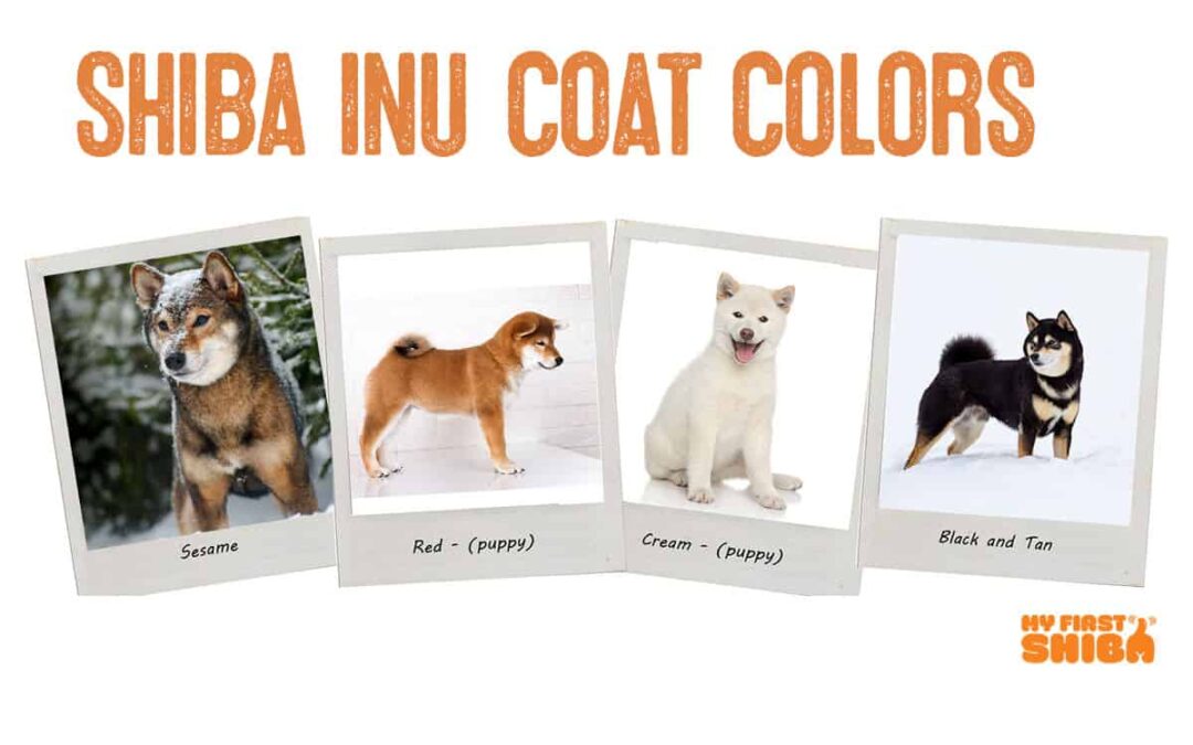 Shiba Inu coat colors