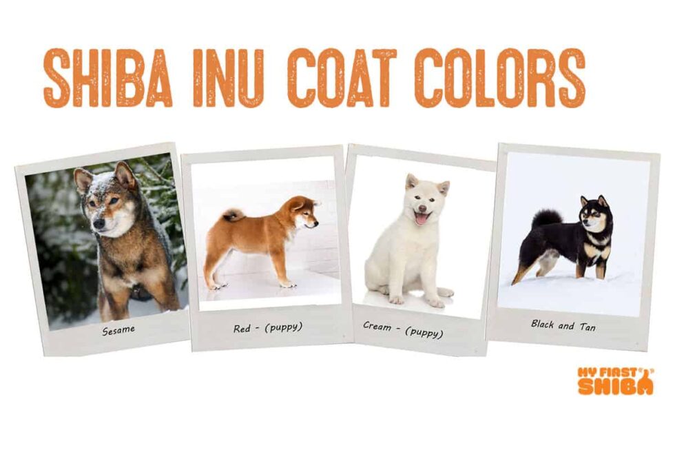 Shiba Inu Colors A Definitive Guide My First Shiba Inu