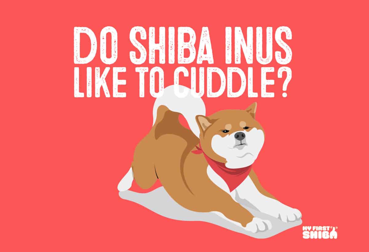 Do Shiba Inus like to cuddle?