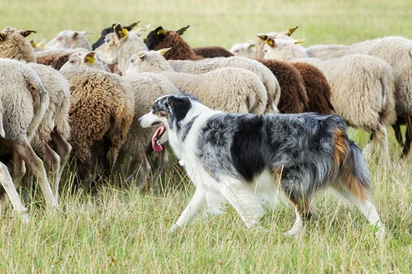 dog herding guarding sheep