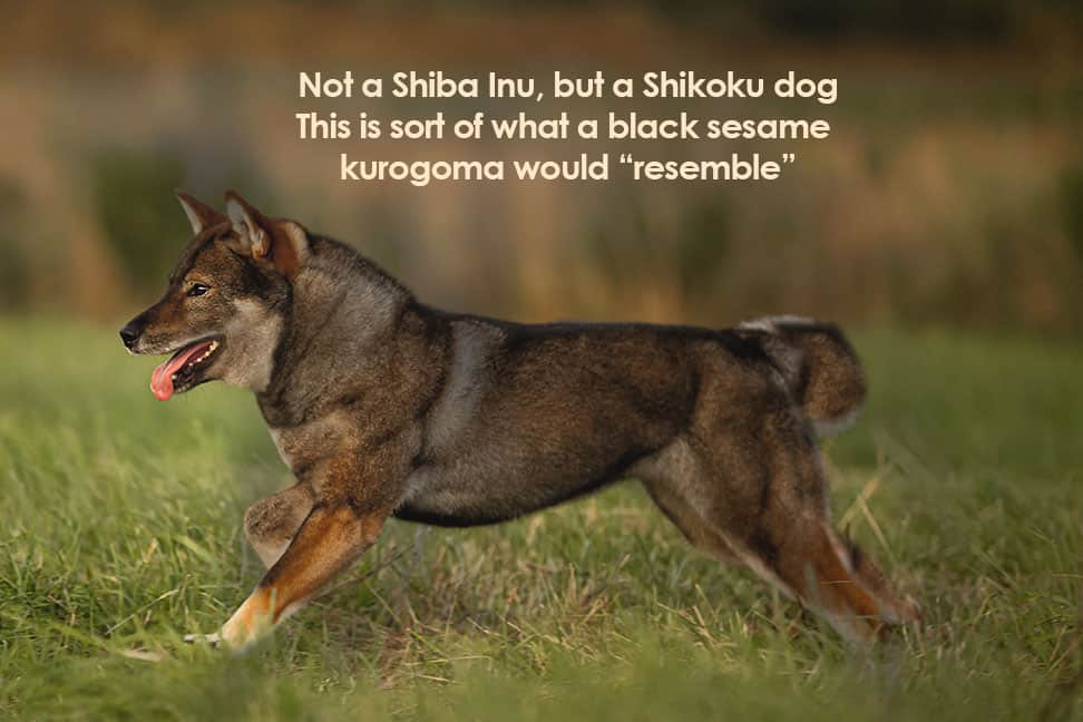 shikoku dog