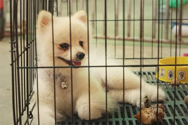 puppy in a cage
