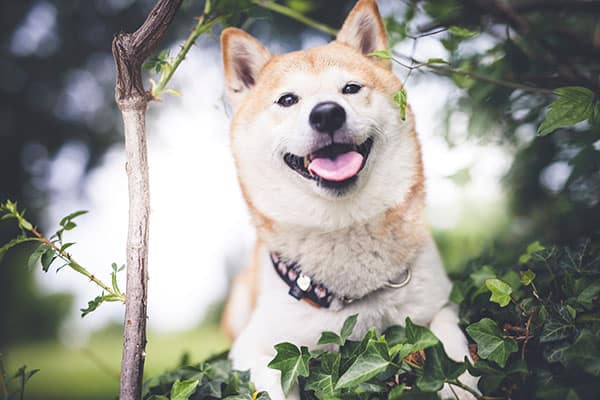 shiba inu with lighter color red coat due to reaching older age