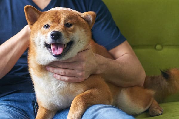 shiba inu being petted by owner 