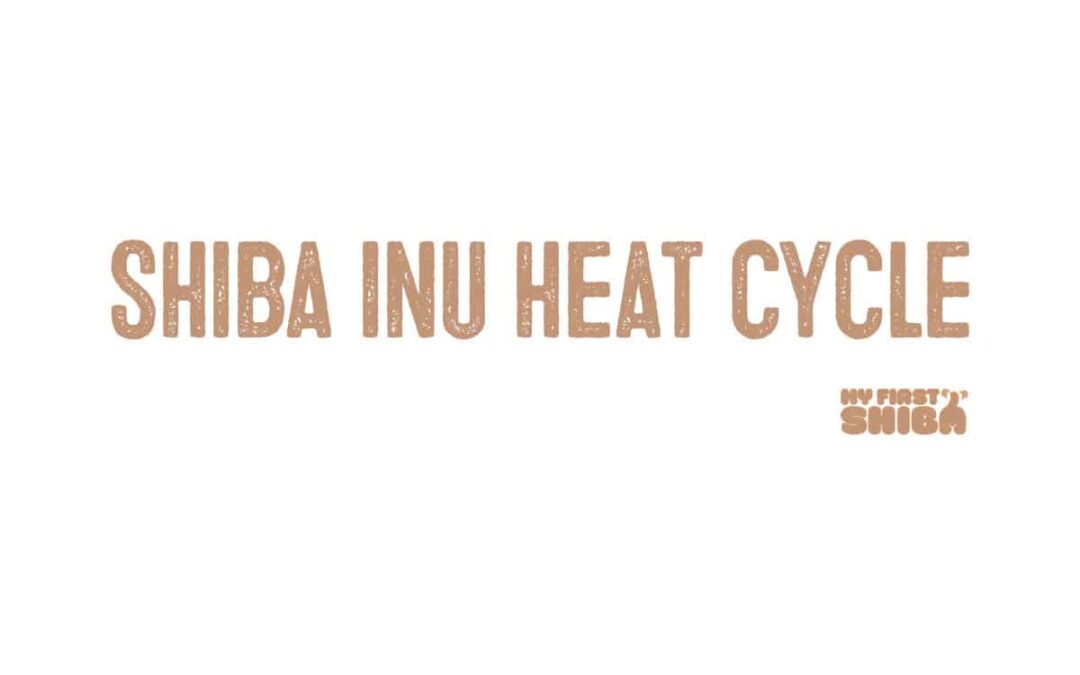 Shiba Inu Heat Cycle
