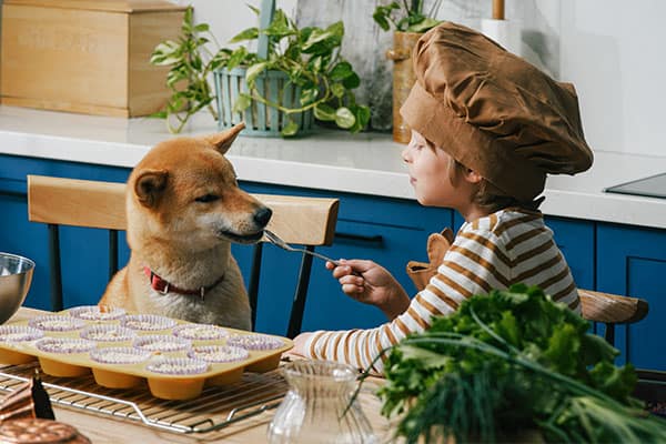 young kid feeding a shiba inu in the kitchen