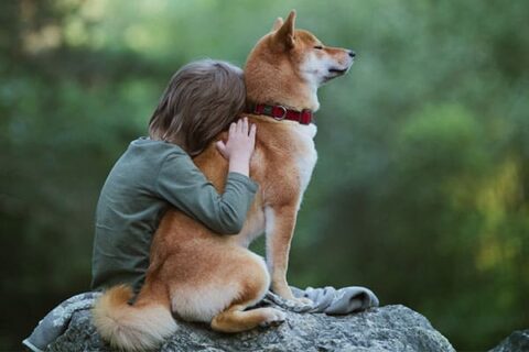 Are Shiba Inus Good With Kids? - My First Shiba Inu