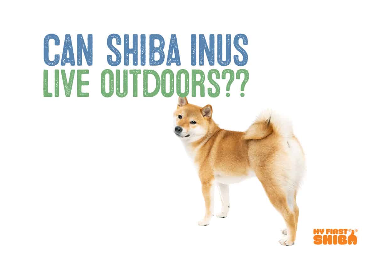 Can Shiba Inus live outdoors infographic