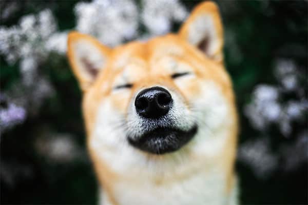 smiling red Shiba Inu with eyes closed