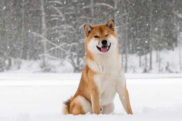 smiling red shiba inu in the snow