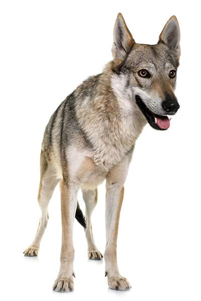 wolf dog hybrid