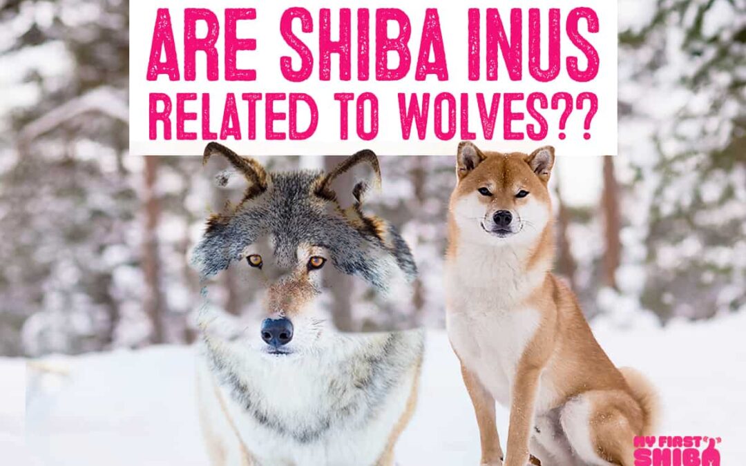 Are Shiba Inu related to wolves? Infographic