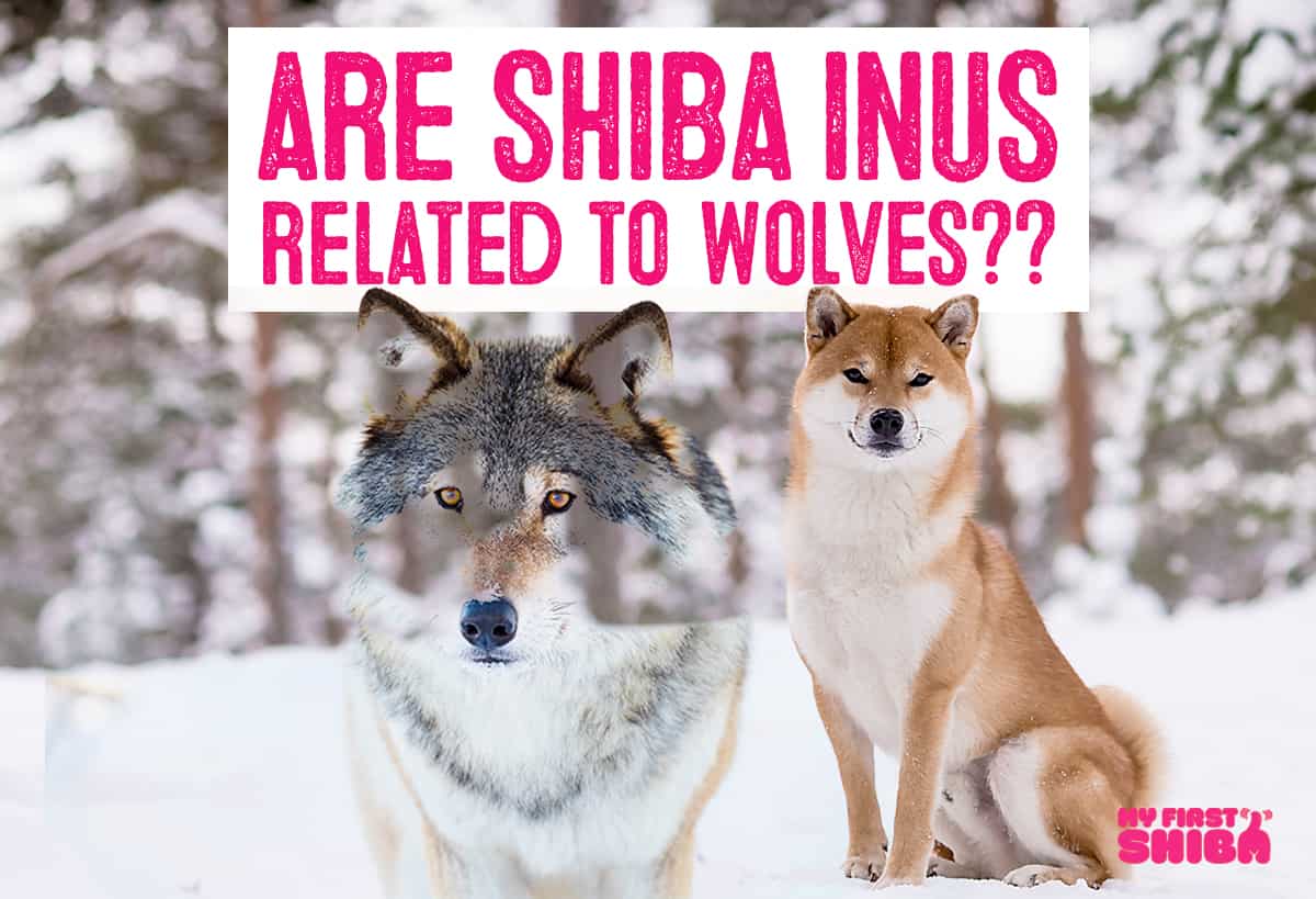 Are Shiba Inu related to wolves? Infographic