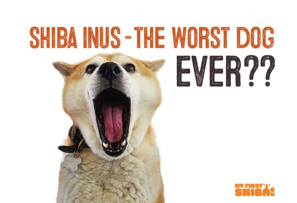 Shiba Inus – The Worst Dog Ever? - My First Shiba Inu