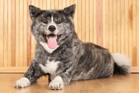 The Brindle Akita Inu - My First Shiba Inu