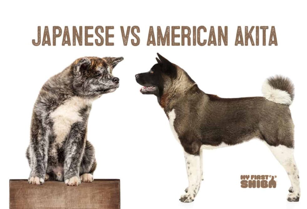 Japanese Akita Inu Vs. American Akita - My First Shiba Inu