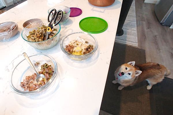 Shiba Inu looking at her delicous and healthy food being prepared
