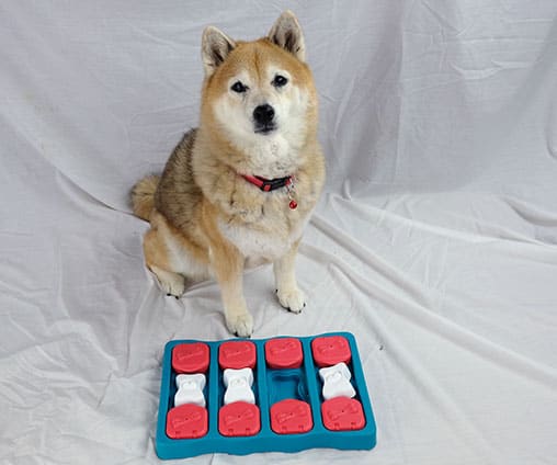 Shiba Inuy with interactive toy