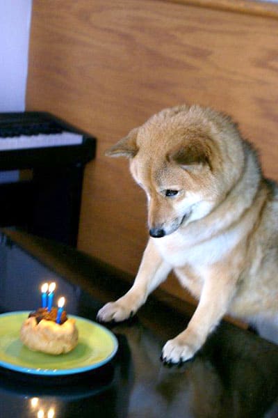 Shiba Inu celebrating birthday cupcake