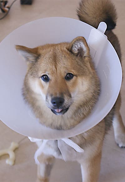 Unhappy Shiba Inu at the vet