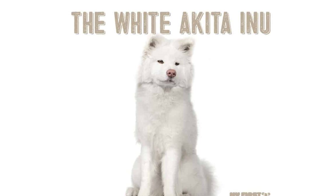 White Akita Inu article main image
