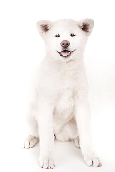Cute white akita inu puppy