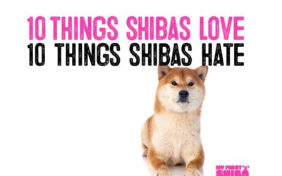 10 Things Shiba Inus Love – 10 Things Shiba Inus Hate