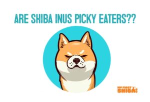 Are shiba inu picky eaters inforgraphic