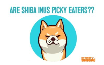 Are Shiba Inu Picky Eaters?