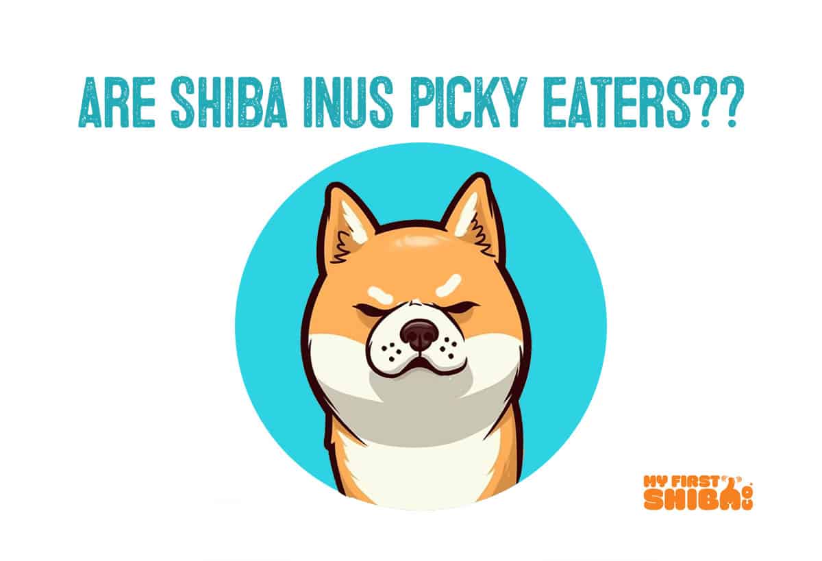 Are shiba inu picky eaters inforgraphic
