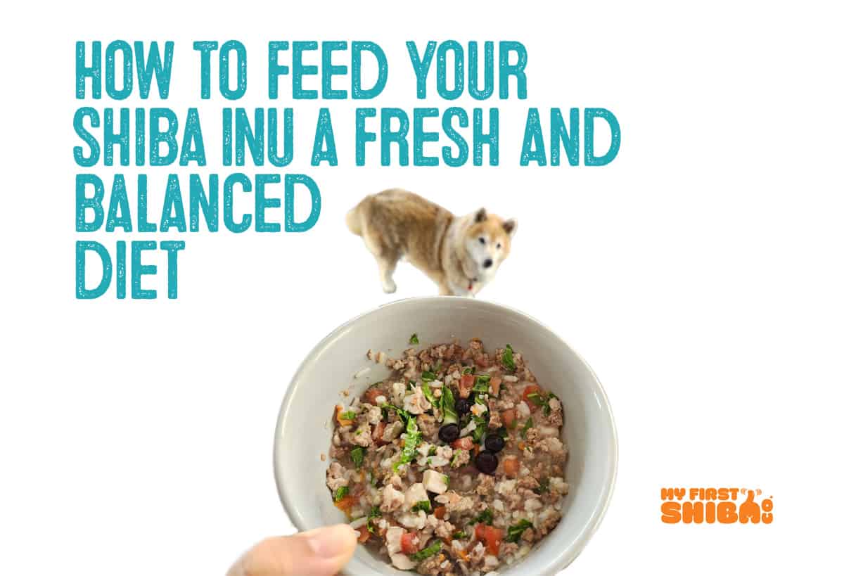 Shiba Inu Fresh homemade food