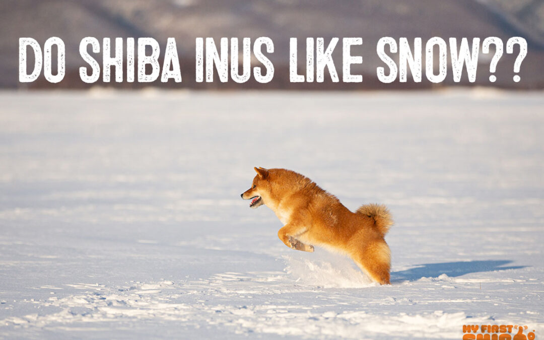 Do Shiba Inus Like Snow Infographic