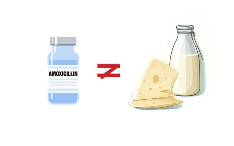 dairy and antibiotics don't mix infographic