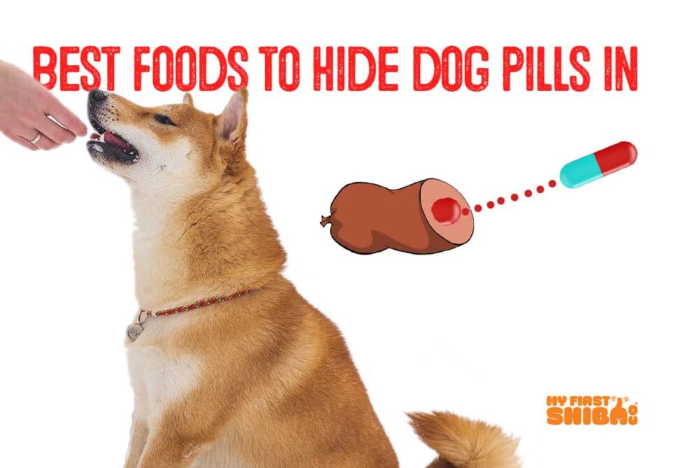 The Best Foods To Hide Dog Pills In My First Shiba Inu