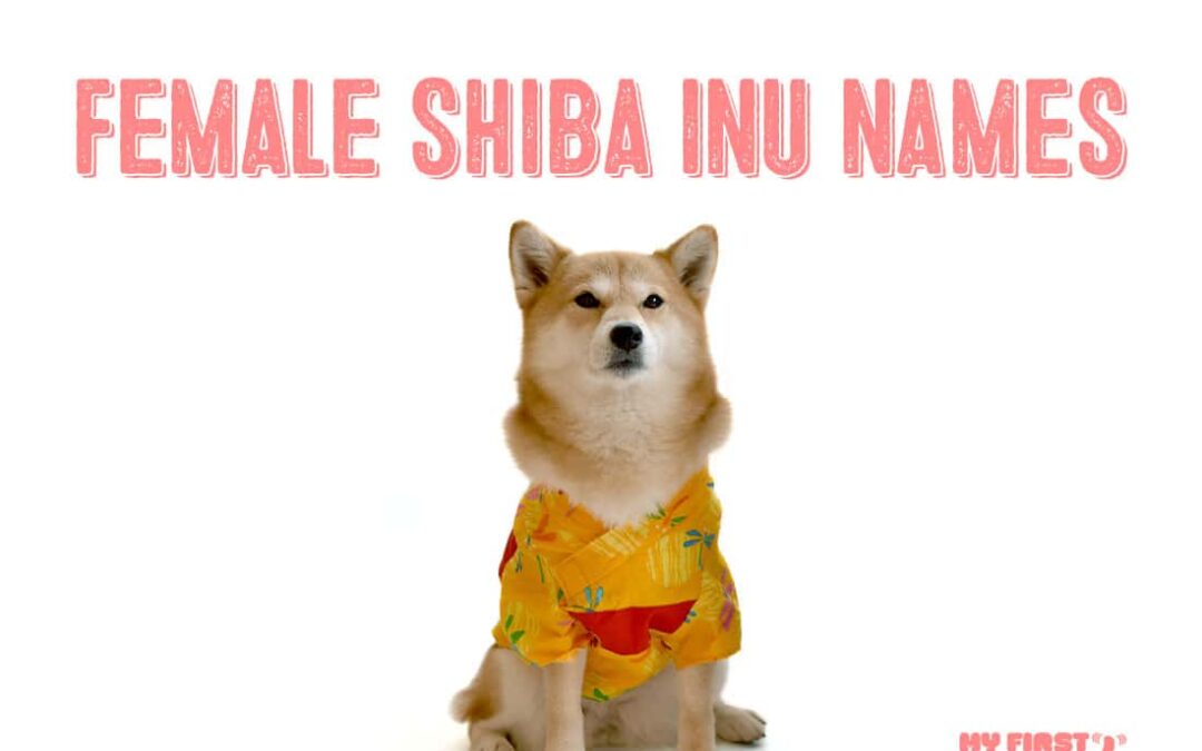 female shiba inu dog names