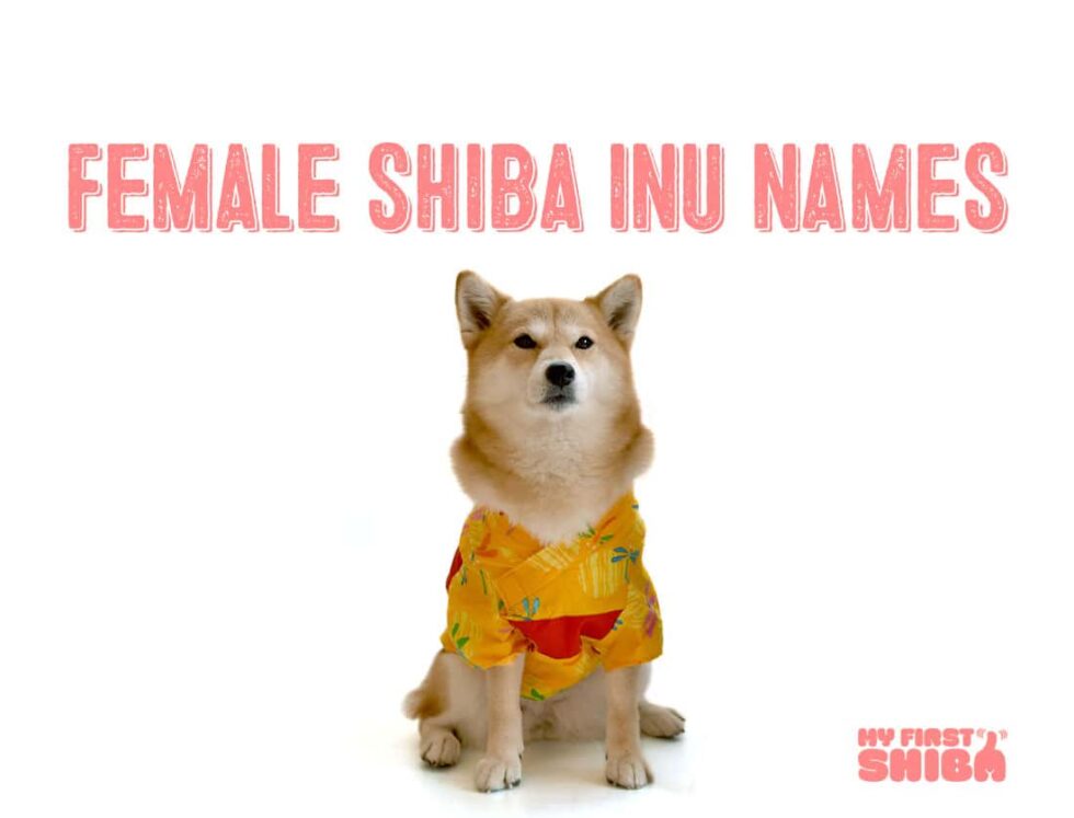Female Dog Names For Shiba Inus My First Shiba Inu